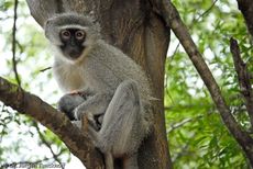 Grüne Meerkatzen (12 von 67).jpg